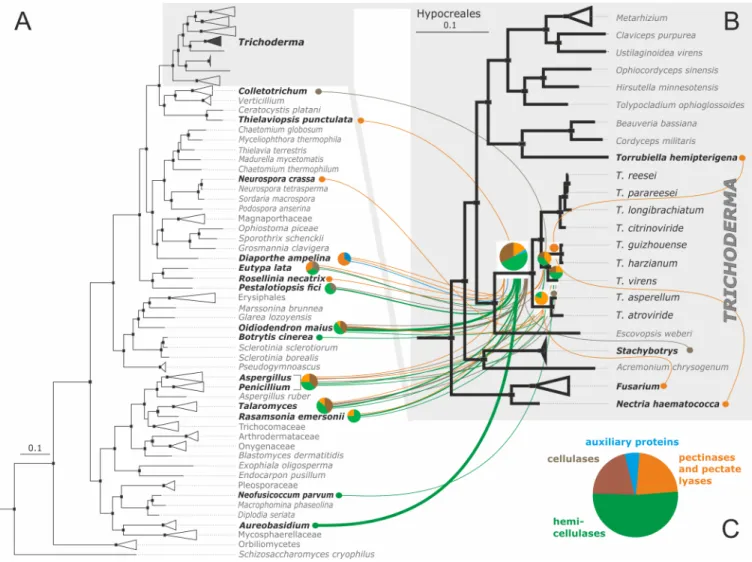 Fig 6. Evolutionary origin of Trichoderma pcwdCAZome obtained via putative LGT from Pezizomycotina donors mapped on Bayesian multilocus phylogram