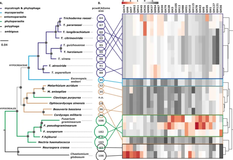 Fig 1. Phylogeny of Hypocreales and the composition of their pcwdCAZomes. A. Bayesian phylogram obtained based on the curated concatenated alignments of 100 orthologous neutrally evolving proteins of Hypocreales and two other Sordariomycetes