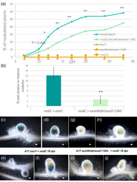 Figure 7. Nodulation defects of exo mutants can be rescued in trans by co-inoculation with a nodC mutant