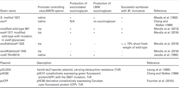 Figure 1. Infections formed by the succinoglycan-deficient exoY mutant and the exoHKdel/exsH-1345 mutant on Medicago truncatula Jemalong sunn-2.