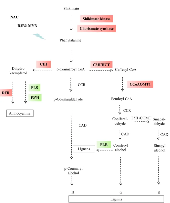 Figure 6 - Differential gene expression of shikimate and phenylpropanoid pathways in Cm484 and F98902 INEs