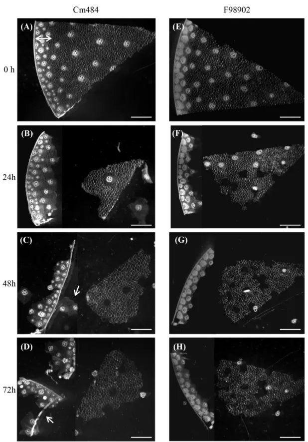 Figure 1 - In section enzymatic degradation of Cm484 and F98902 internodes. a-d: 100 µm cross sections of Cm484 were in- in-cubated with commercial Celluclast for 24h to 72h