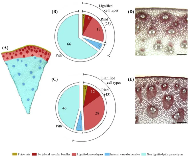 Figure 2 - Relative proportion of different cell types in Cm484 and F98902 internodes
