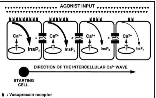 Figure 5  : Schéma représentant la propagation d’une vague calcique intercellulaire dans  les hépatocytes de rat