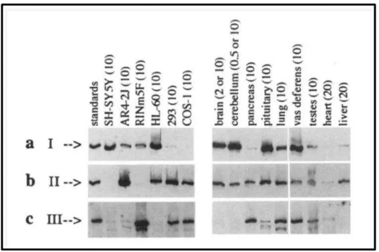 Figure 9 : Expression des différents sous-types de R-IP3 dans différentes lignées cellulaires  et dans différents tissus de rat
