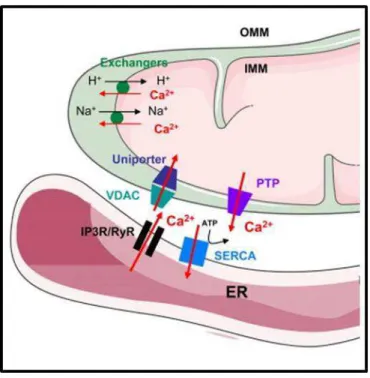 Figure  14 :  Représentation  schématique  de  l’entrée  et  de  la  sortie  de  calcium  des  mitochondries