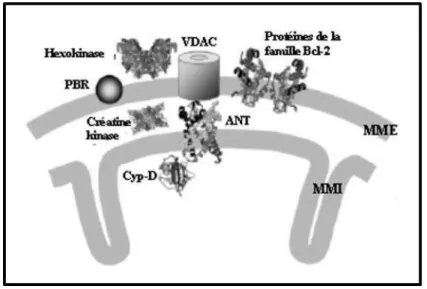 Figure 15 : Représentation schématique des composants du mPTP. (Brookes et al. 2004)  Les  composants  putatifs  du  mPTP  sont  ANT  (adenine  nucleotide  transporter),  PBR  (peripheral  benzodiazepine  receptor),  VDAC  (voltage  dependent  anion)  et  