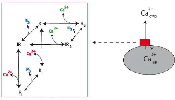 Figure  19  :  Représentation  schématique  du  modèle  pour  la  régulation  de  l’activité  du  récepteur à l’IP3  (Dupont and Croisier 2010)