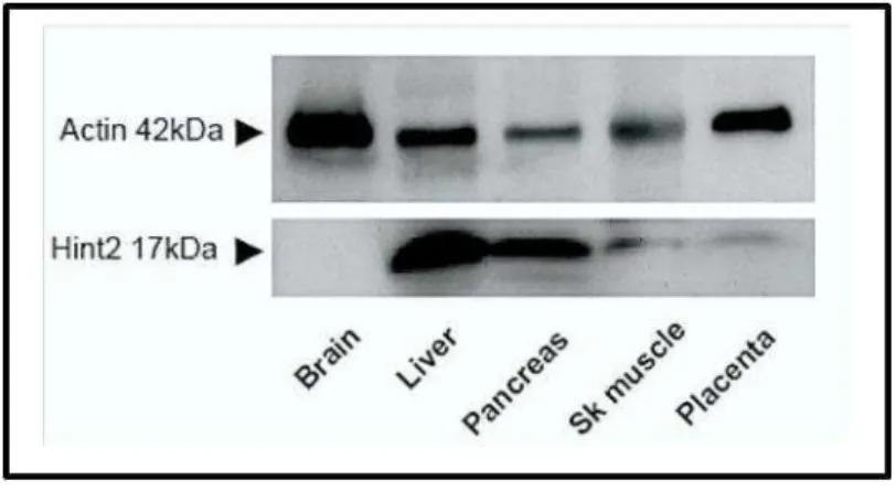 Figure  22 :  Profils  d’expression  de  la  protéine  Hint2  en  fonction  des  tissus