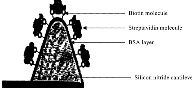 Figure  2-1:  Schematic  of  functionalization  of  AFM  tips  with  streptavidin  following  BSA- BSA-biotin  adsorption  [2]  - BSA-BSA-biotin  that  forms  black  layer  is  adsorbed  on  silicon  nitride cantilever followed by addition of streptavidin 