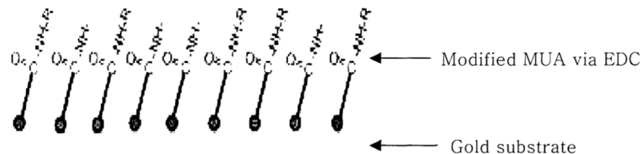 Figure 2-2: St:reptavidin-immobilized gold surface via MUA coating [5]