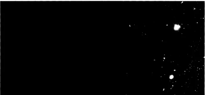 Figure 3-5: anti-VEGFR2  conjugation  on the fluorescence  microscopy