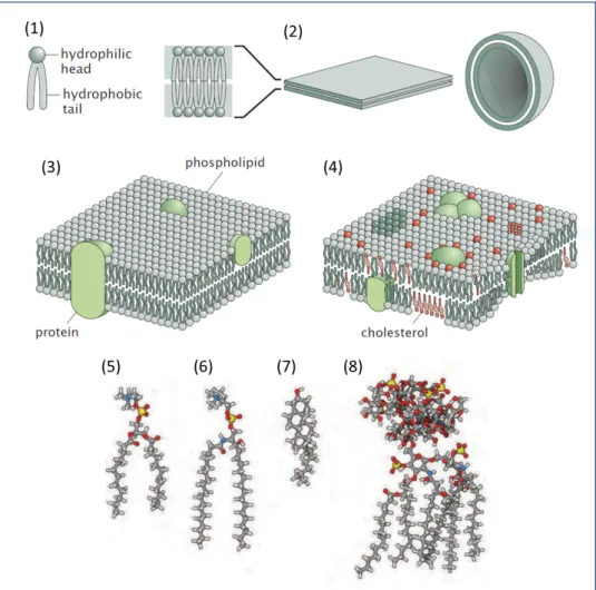 Figure 1 . 1 : Organization of lipids in biological membranes.