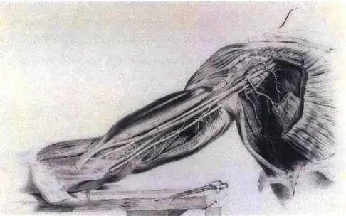 Figure  15.  Illustration  from  the Anatomy  of the  Arteries  of the  Human  Body with  its applications  to pathology and  operative  surgery, by  Richard  Quain.