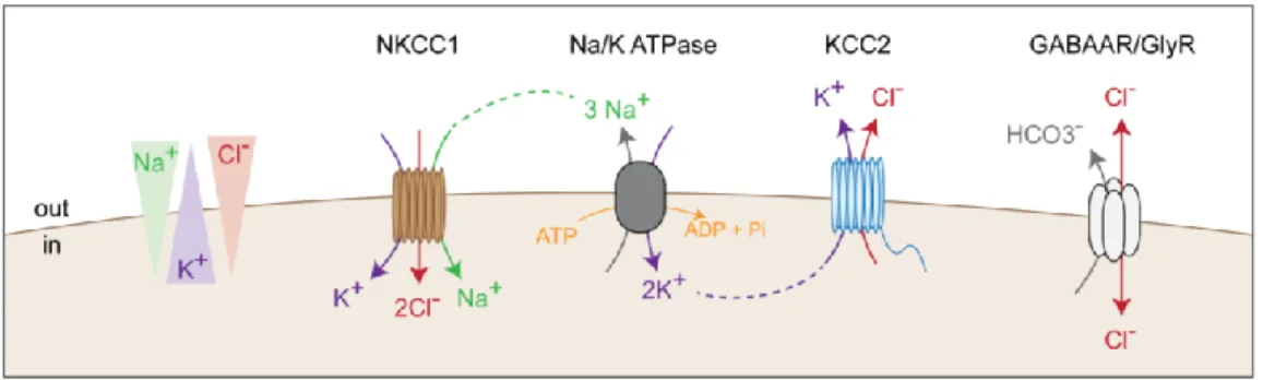 Figure 1. CCCs expression control the chloride ion flux through GABAARs 