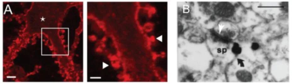 Figure 4. KCC2 is expressed in the vicinity of glutamatergic synapses 