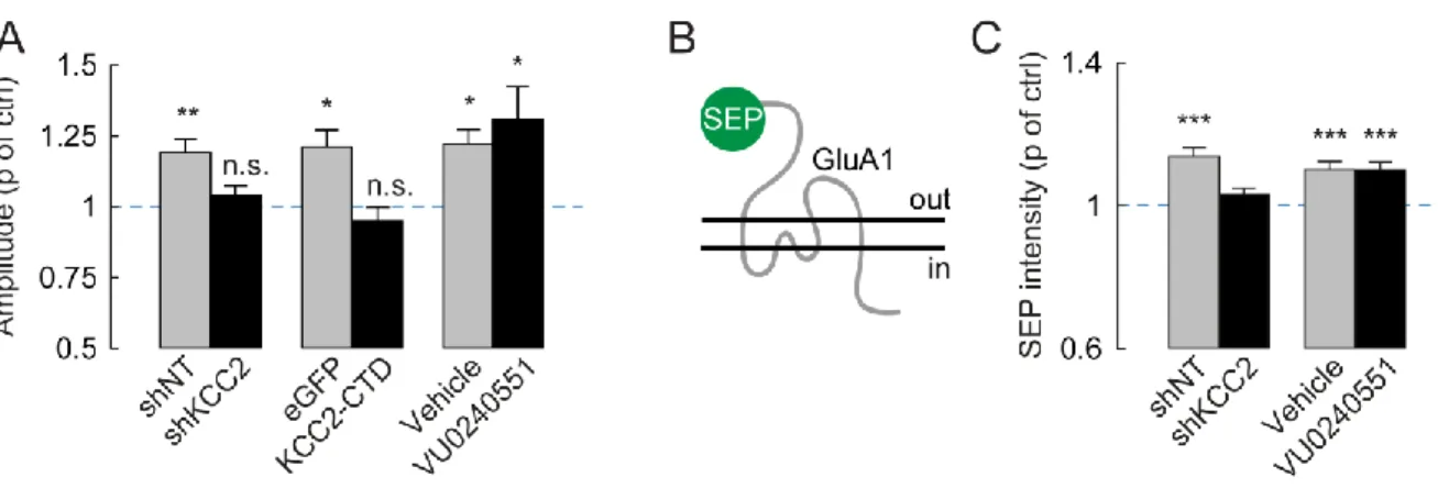 Figure 5. KCC2 is necessary for LTP and GluA1 activity-driven insertion at the membrane 