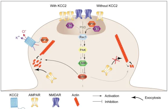 Figure 6. KCC2 expression controls cofilin activation 