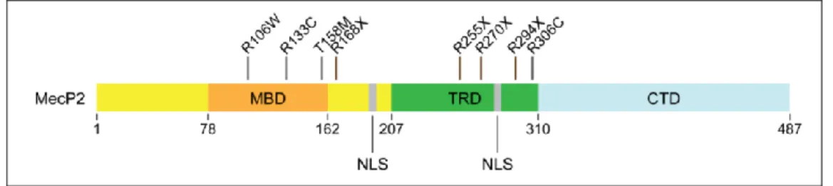 Figure 8. Schema of MecP2 protein and major mutations associated with RTT 