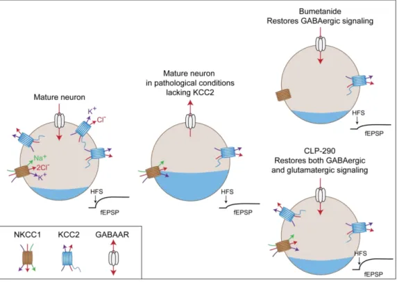 Figure 10. Different therapeutic options to rescue deficits following KCC2 down-regulation 