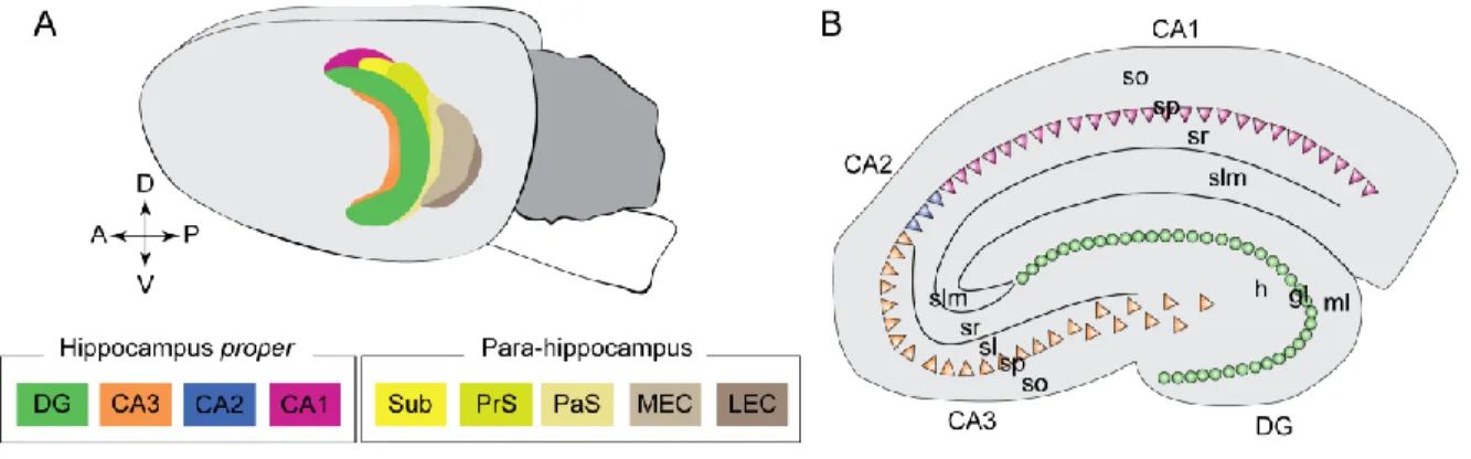 Figure 11. Anatomy of the hippocampus 
