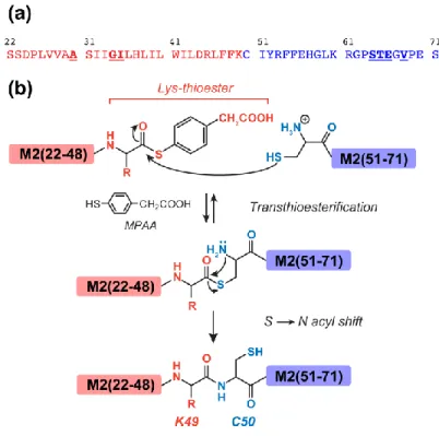 Fig.  1.  (a)  Amino  acid  sequence  of  M2(22-71).  The  13 C,  15 N-labeled  residues  (A30,  G34,  I35,  S64, T65, E66, and V68) are bolded and underlined