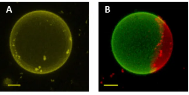 Figure 27 2:  Overlay of maximum intensity 3D projection images taken for A: homogeneous hGUV with  the homogeneously distribution of both signals; B: de-mixed hGUV with green polymer-rich phase and  red lipid rich  phase