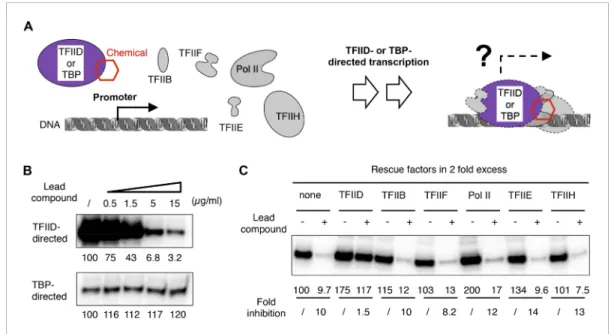 Figure 2. TFIID-specific transcription inhibition in a reconstituted system. (A) Cartoon illustration of TFIID- or TATA-binding protein (TBP)-directed transcription assays