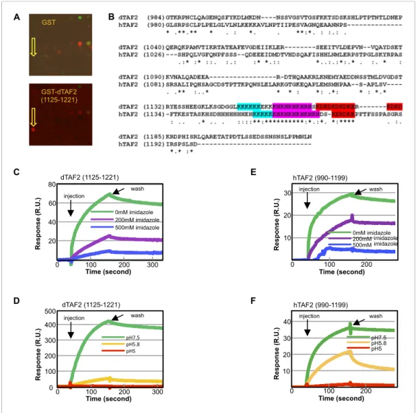 Figure supplement 1. The intrinsically disordered nature of metazoan TAF2 C-terminus and the stringent conservation of and around the low-complexity sequences.