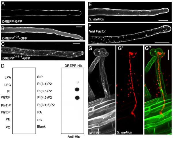 Fig.  2.  DREPP  binds  to  the  PM  and  relocalizes  to  membrane  nanodomains  in  a  symbiosis- symbiosis-dependent manner