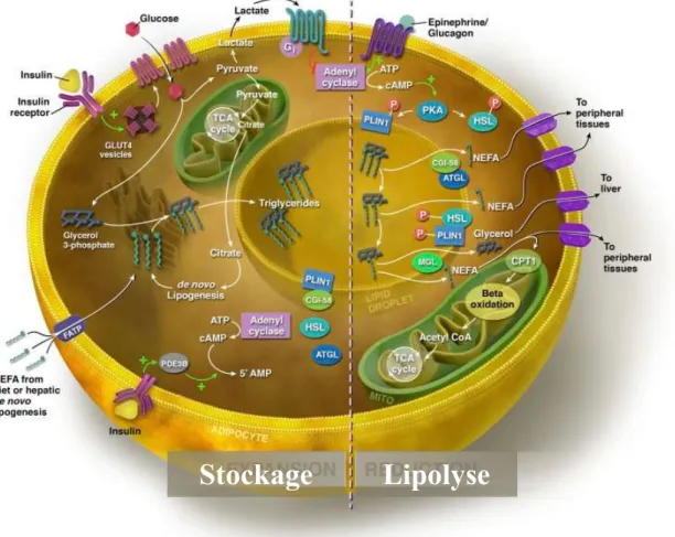 Figure I-1: Régulation du stockage/utilisation des lipides au niveau des adipocytes. 