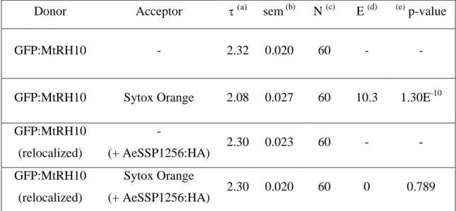 Table  3:  FRET-FLIM  measurements  for  GFP:MtRH10  with  or  without  Sytox  Orange,  in 296 