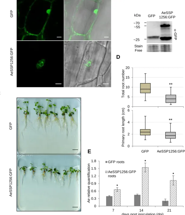 Figure  2:  AeSSP1256  pertubs  M.  truncatula  roots  development  and  enhances  A. 