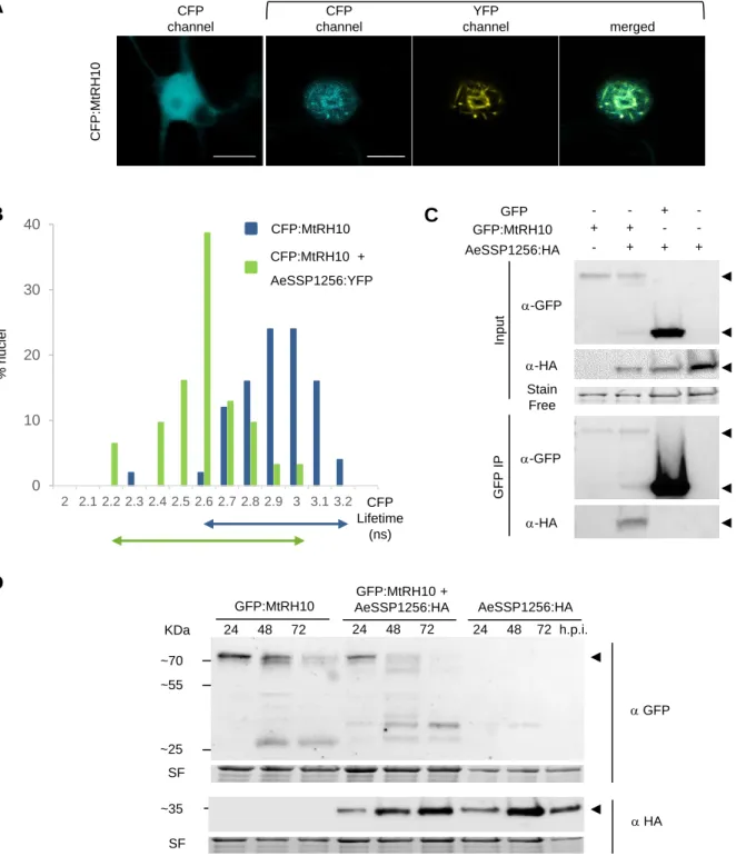 Figure 4: AeSSP1256 interacts and re-localizes the nuclear MtRH10 RNA Helicase  around the nucleolus 