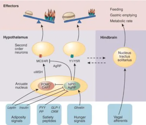 Figure  2.  Représentation  schématique  de  la  régulation  hypothalamique  de  la  balance  énergétique  (adaptée  de  Daniele  Focosi,  http://www.ufrgs.br/imunovet/molecular_ 