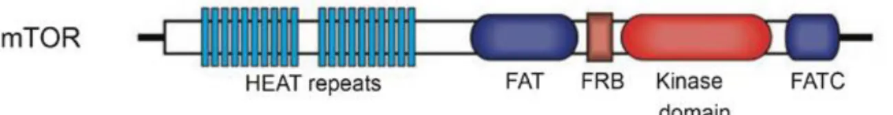 Figure 3. Représentation schématique des composants de mTORC1 (adaptée de Yang Q and  Guan K-L, Cell research, 2007)