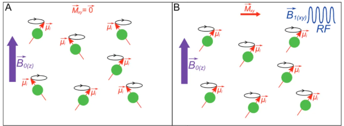 Figure 1.5 – Mise en place d’une cohérence de phase des moments magnétiques nu- nu-cléaires µ~ i sous l’inﬂuence de l’impulsion RF