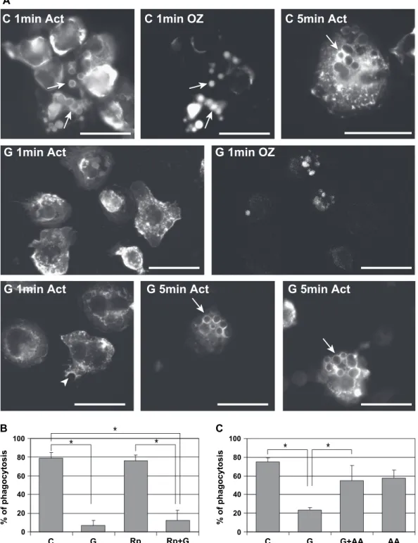 Fig. 4. Inhibition of the phagocytosis of OZ is restored by the addition of AA in the medium but not of Rp-cAMP