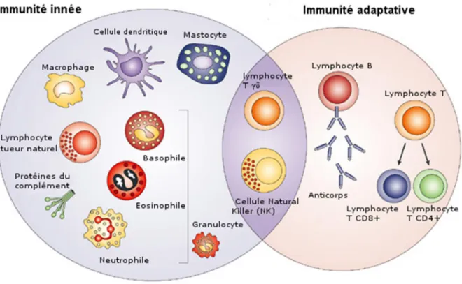 Figure 1 Schéma des cellules appartenant au système immunitaire inné et adaptatif (d’après [4]) 