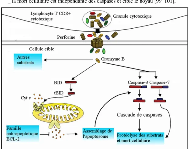 Figure 5 Schéma de l’induction de la mort cellulaire par la voie perforine/granzyme B par les  lymphocytes T CD8 + (d’après [93])