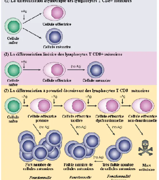 Figure 6 Schéma de la différenciation des cellules naïves en cellules mémoires (d’après [14]) 