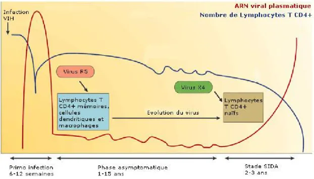 Figure 9 Représentation schématique de l’évolution de l’infection par le VIH-1  
