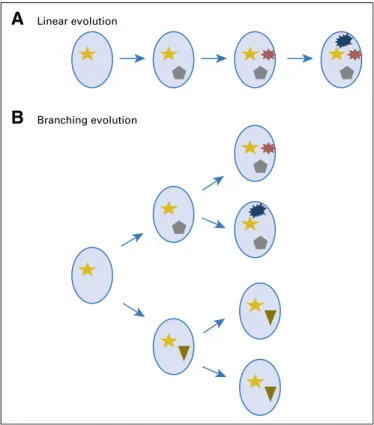 Fig 1. Myeloma is characterized by two types of subclonal evolution: (A) a linear one with acquisition of novel mutations over time in the clone and (B) a branching evolution where subclones diverge with subclonal acquisition of novel mutations.