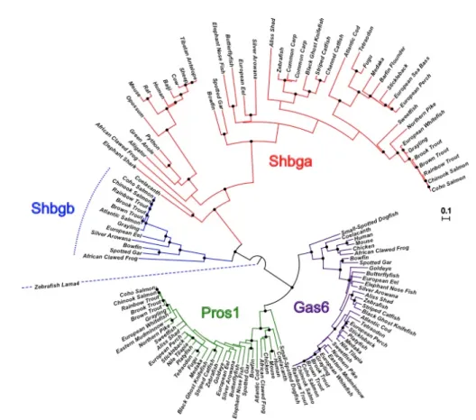 Figure 1:  Phylogenetic reconstruction of the evolution of LamG domains proteins 433 