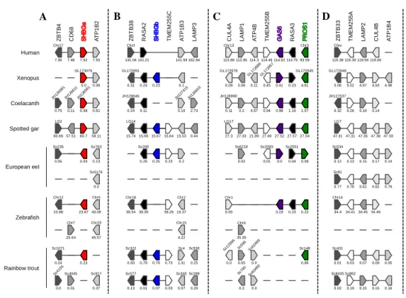 Figure 2: Synteny maps of conserved genomic regions around LamG domains 441 