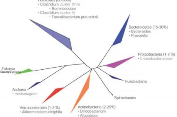Figure 1 : Principaux phyla bactériens du microbiote intestinal humain 