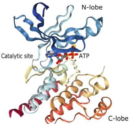 Figure 6.  Cartoon structure of Pyk2 kinase domain co-crystalized with ATPgS . (From  Han et al., 2009a)