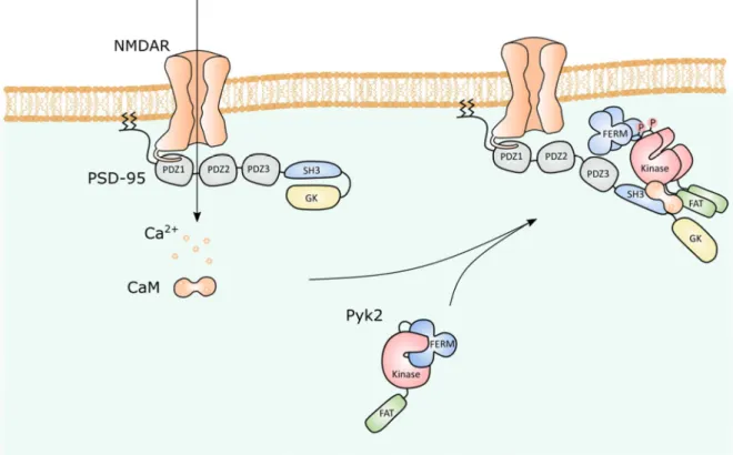 Figure 14. Model of the activation of the neuronal activation Pyk2. 