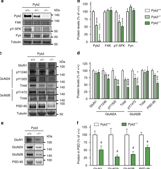 Figure 2 | Hippocampal proteins phosphorylation and levels in Pyk2-deficient mice. (a) Immunoblotting analysis of Pyk2, the related tyrosine kinase FAK, the active autophosphorylated form of Src-family kinases (pY-SFK, pTyr-420 in Fyn), Fyn and tubulin as 