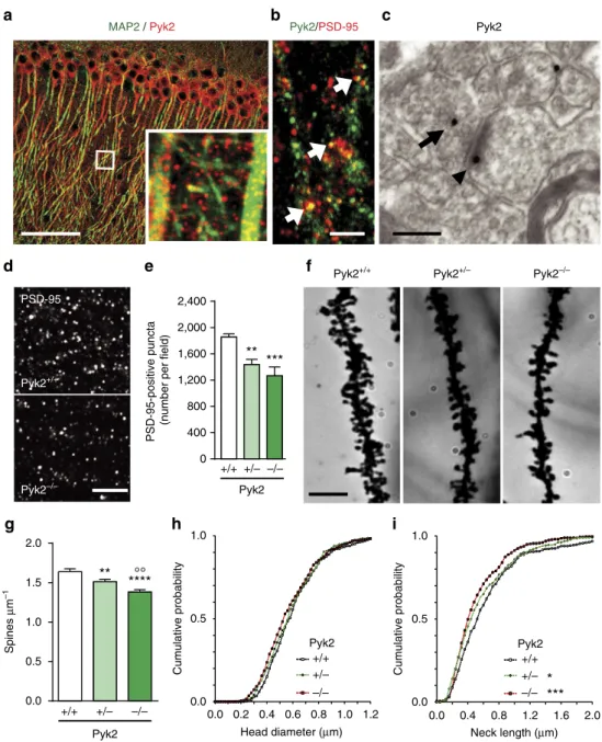 Figure 3 | Pyk2 localization and dendritic spine density and morphology in Pyk2-deficient mice